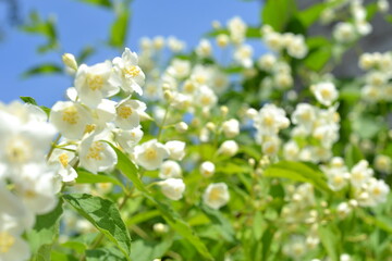 flowers in the garden