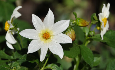 Flowers Dahlia Minion - Dahlia Pinnata
