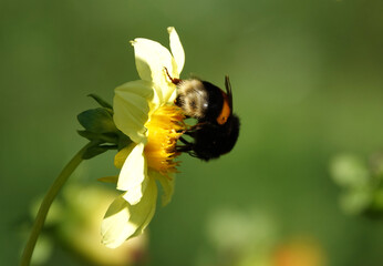 Flowers Dahlia Minion - Dahlia Pinnata
