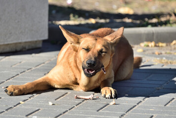 homeless dog on the street chews a bone