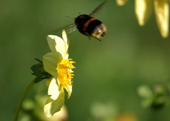 Flowers Dahlia Minion - Dahlia Pinnata