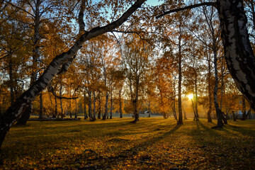 Fototapeta premium autumn in the park