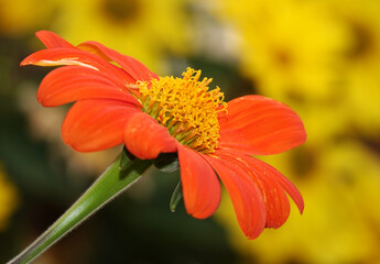 Flowers of Titonia prickly