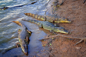 Colombia - Caymans by Big Pond on San Andres Island