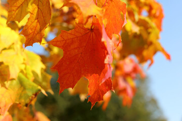 Autumn background of yellow, red, gold maple leaves
