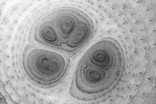Closeup black-and-white macro photograph of white onion (Allium cepa)