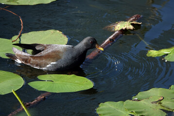 Gallinula angulata swims on the lake