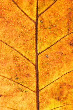 Yellow leaf in autumn, macro