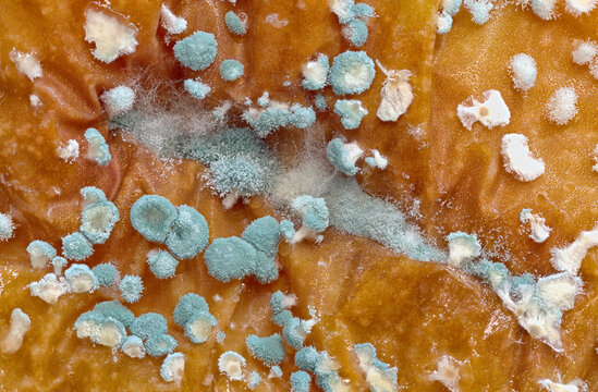 Closeup of bacterial or fungal rot on the exterior an apple (Malus pumila)