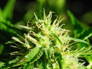 Fototapeta premium Ripe cannabis plant macro - Northern Light. Blooming female marijuana with large bud colas flowers and visible developing white pistil hairs and amber trichomes. Hemp Illuminated by sunlight. Close-up
