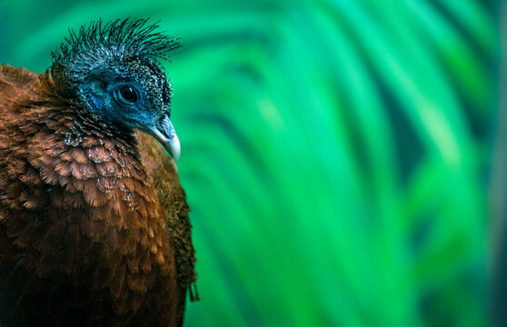 Pheasant
