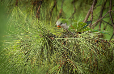 Green parrot of medium size on a coniferous branch of a roman pigna © siete_vidas1