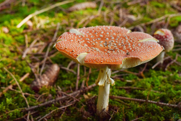 Beautiful toadstoll in the autumn forest