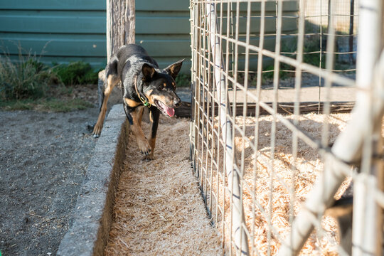 Australian Kelpie looking into calf pens