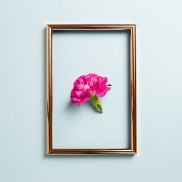 Pink carnation flower with photo frame on blue background. flat lay, top view, copy space