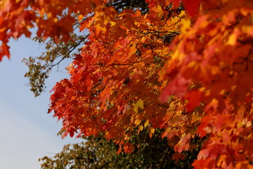 Autumn background of yellow, red, gold maple leaves
