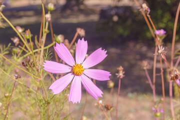 Delicate pink flower Cosmos bipinnatus in the garden on a sunny day. A beautiful garden flower of the Astrov family. Lanscape design. Close-up.