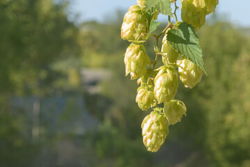 Green fruits of the plant Humulus lupulus. Hops are used in brewing, decorative gardening,...