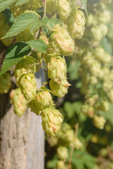 Green fruits of the plant Humulus lupulus. Hops are used in brewing, decorative gardening,...