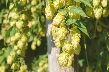Obraz premium Green fruits of the plant Humulus lupulus. Hops are used in brewing, decorative gardening, pharmaceuticals, and cosmetology. Green cones of hops