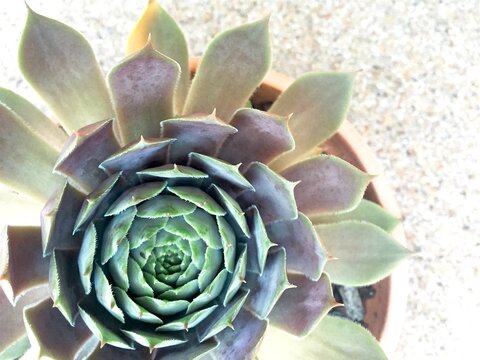 Succulent in Round Terracotta Pot Overhead View