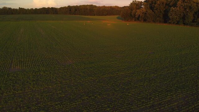 Corn field at sunset and deer in the background.