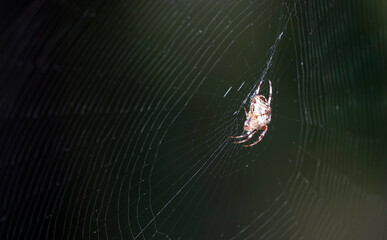 Spider Common Cross