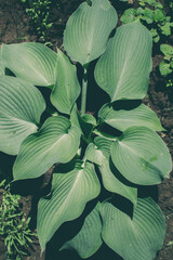An ornamental perennial hosta plant grows in the garden. Hosta is actively used today in the design...