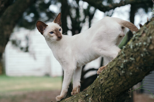 Siamese kitten climbing a tree