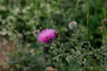  Bees putting a flower. 