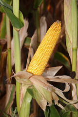Ripe ear of corn on the stalk