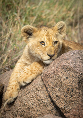 Fototapeta na wymiar Vertical portrait of a lion cub lying on a big rock in Serengeti in Tanzania