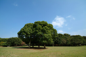 Naklejka premium 行田公園（千葉県船橋市）