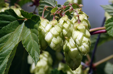 Climbing plant hops