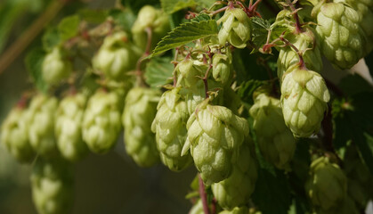 Climbing plant hops