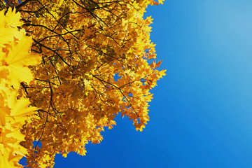 Maple tree with yellow leaves agains blue sky