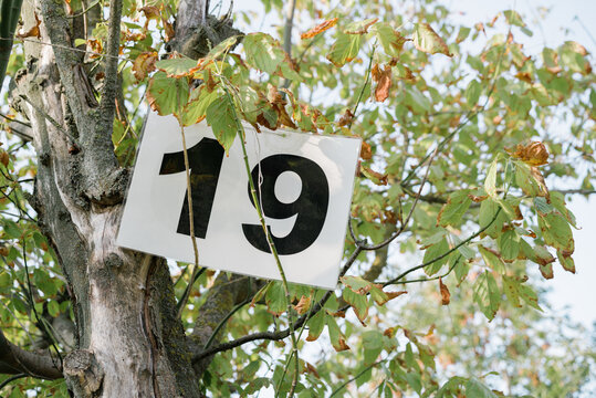 Nineteen on a tree