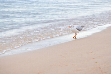 A lone gull walks along the sea with its beak open