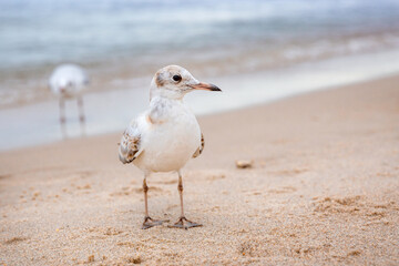 A baby gull looks at the camera , turning .