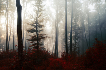 Autumn woods with fog and red foliage