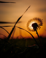 The immensity of the sun and dandelion
