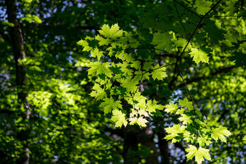 Fototapeta na wymiar Bright green maple leaves in the forest 