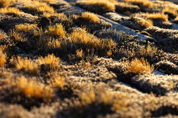 Brownish mosses in the evening light on the old roof of a village house