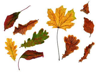 collection of autumn leaf closeup objects in details, bright and colorful, white background isolated, macro photo, depth of field entire object