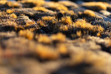 Beautiful blurred background around mosses on an old village roof