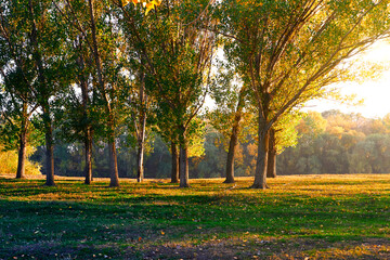 Naklejka premium colorful autumn forest landscape, trees with shadows at beautiful sunset, bright sunlight