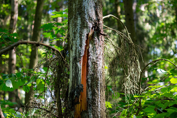 Spruce trunk with a big crack in the forest
