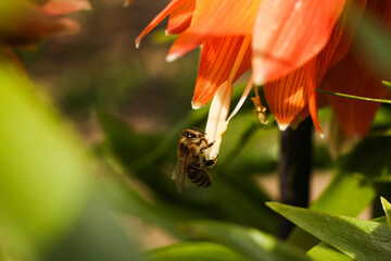  bee collects nectar © Studio KIVI