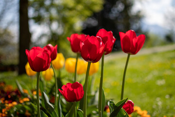 Obraz premium tulips