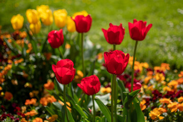 tulips